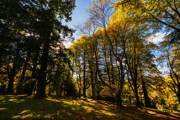 Fototapeta premium Wombat Hill Botanic Gardens in Daylesford Australia