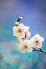 青い背景の三輪の梅の花