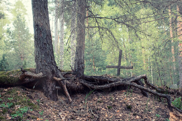 The grave of an unknown man. Weathered wooden cross behind big roots of pine tree in the forest. 