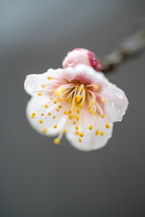 雨に濡れた梅の花