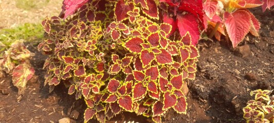 red and yellow leaves