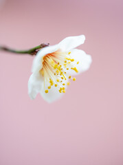ピンクの背景の梅の花