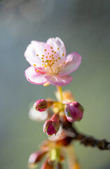 光の当たった桜の花