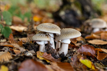 Panther amanita among the leaves in the forest in the fall, amanita pantherina - obrazy, fototapety, plakaty