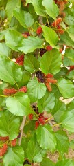 red autumn leaves