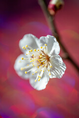赤い背景の一輪の梅の花