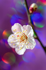 紫色の背景の梅の花