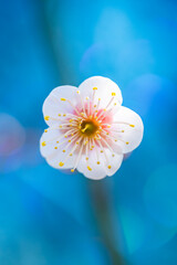 青い背景の梅の花