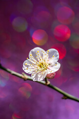 紫色の背景の梅の花
