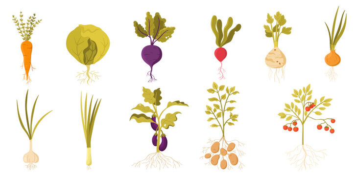 Garden vegetables with roots set vector illustration. Cartoon isolated veggies farm harvest with stem, green leaf and root collection, summer growth of fresh organic plants for farmers market
