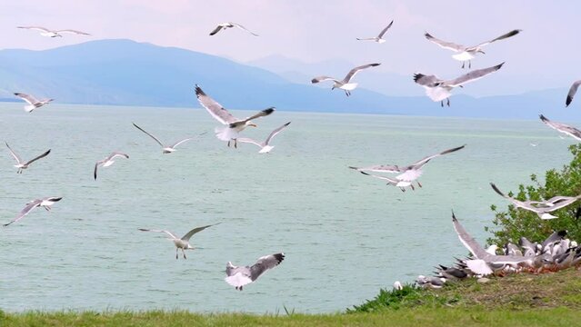 Flock of flying gulls eats carrion or food waste. Many flocks of seagulls in flight near shore feed and fly across sea or ocean against backdrop of mountains in slow motion. Living flora and fauna