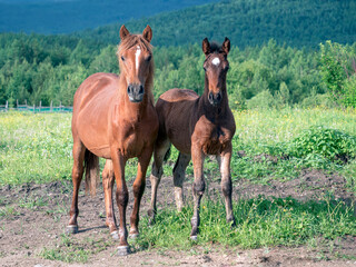 Two young horses are looking at the camera