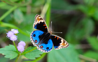    Blue Pansy ( Junonia orithya )  perched on siam weed flower close up,thailand