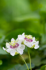  Passionflower (Passiflora foetida) blooming  close up , thailand