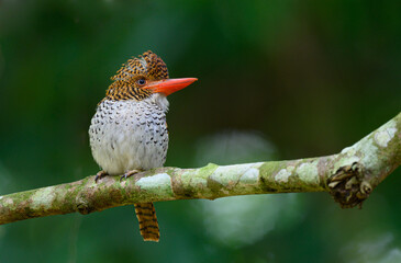 female Banded Kingfisher perched on tree branches in Khao Yai National Park,thailand