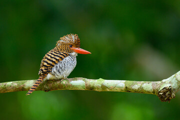 female Banded Kingfisher perched on tree branches in Khao Yai National Park,thailand