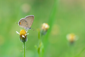 Silver Forget-Me-Not ( Catochrysops panormus)  eat nectar on yellow Tridax daisy flower close up ,thailand