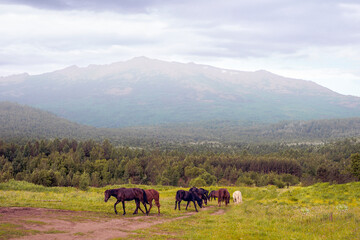 A herd of horses grazing early in the early morning near a misty mountain