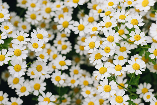 Tanacetum parthenium white yellow flowering plants. Traditional medicinal chamomile in the summer garden. Close-up of a bush chamomile.