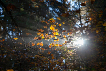 Autumn tree with golden leaves in backlight in the forest.