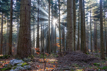 Dream sun rays in morning autumn season forest.