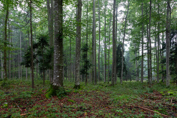 Beautiful green tree forest landscape after rainfall.