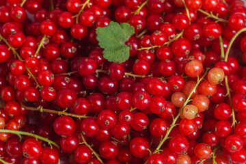 Red currant close up .Macro