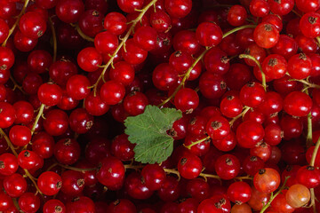 Red currant close up .Macro