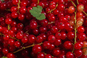Red currant close up .Macro