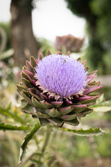 La fleur d'artichaut © Pierrick