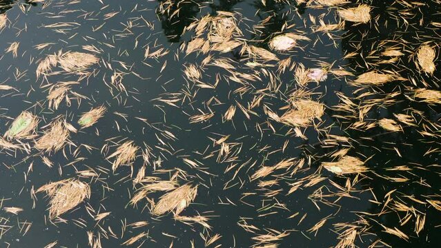 Larch needles floating on the water
