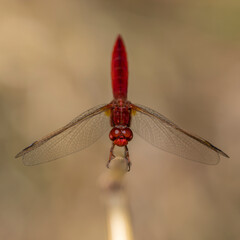 Red dragonfly balancing on a blade of grass