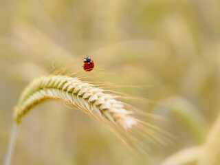 Ladybug climbing on hairs of barley in a field