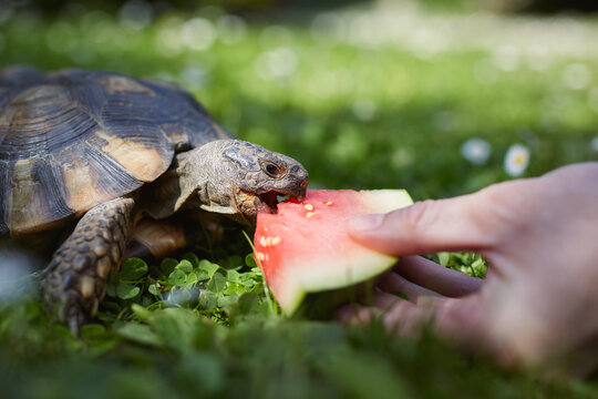 Pet owner giving his turtle ripe watermelon to eat in grass on back yard. Domestic life with exotic pets during sunny summer day..