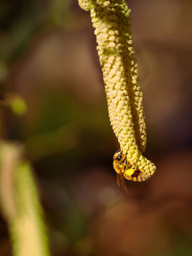 Close up of bee collecting pollen from a hazel catkin