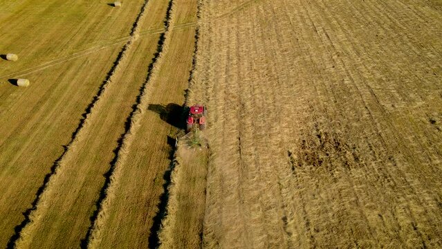 Tractor with hay tedder collects straw in rows in agricultural field for packs it into bales. Work in agronomic farm for making business and production organic eco bio animal feed