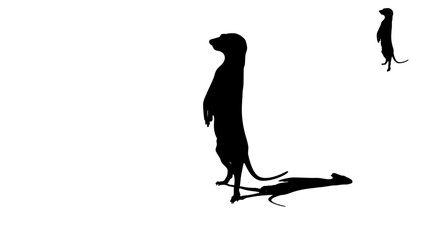 meerkat silhouette