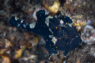 A young painted frogfish, Antennarius pictus, sits on a coral reef in Komodo National Park, Indonesia. This well camouflaged, predatory fish can consume prey its same size.