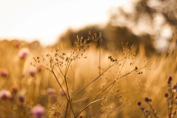 Kwiat polny © Martyna