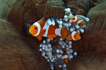 False clownfish, Amphiprion ocellaris, swim among the tentacles of their host anemone on a reef in...