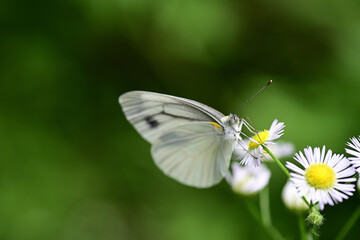 吸蜜中のスジグロシロチョウ（埼玉県/6月）