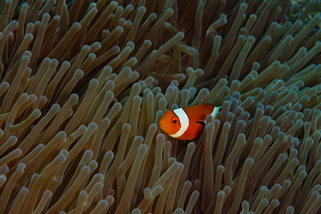 A False clownfish, Amphiprion ocellaris, swims among the tentacles of its host anemone on a reef in Komodo National Park, Indonesia. This relationship is an example of a mutualistic symbiosis.