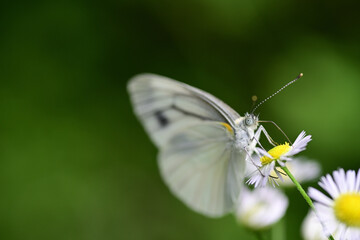 吸蜜中のスジグロシロチョウ（埼玉県/6月）