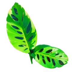 green leaf isolated on white