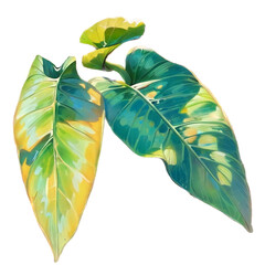 leaf isolated on white