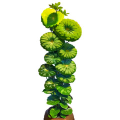 plant isolated on white