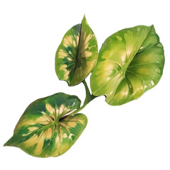 leaf isolated on white background