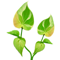 green leaves isolated on white background