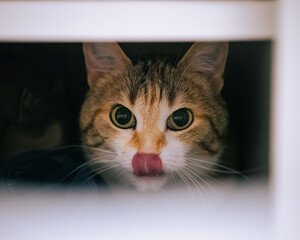Chat qui a faim 