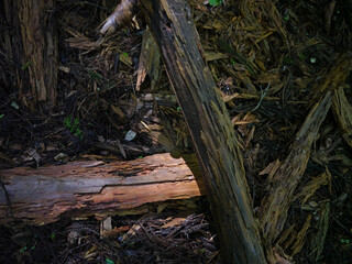 日本の山の巨木　株杉　山々　樹木